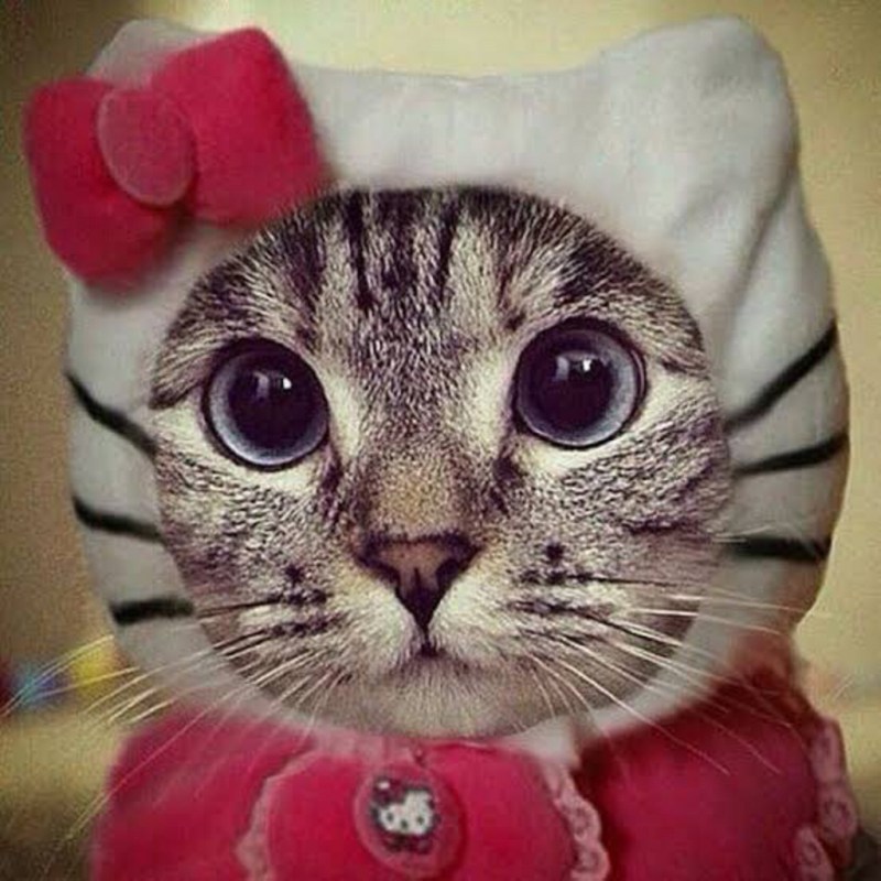 Прикольный кот