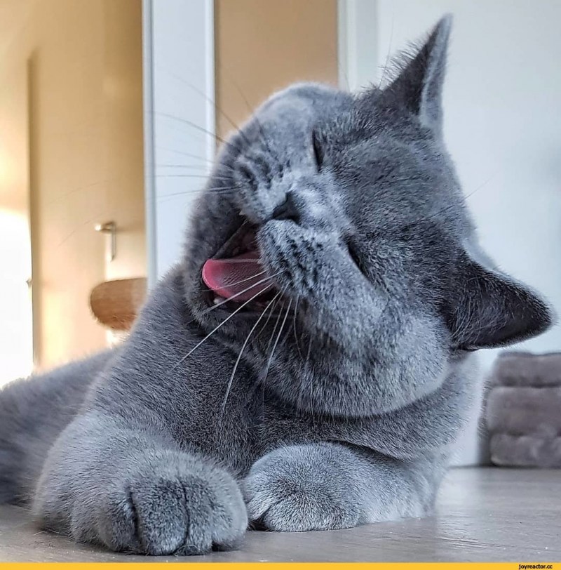 Британский кот
