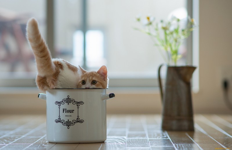 Кот на кухонном столе