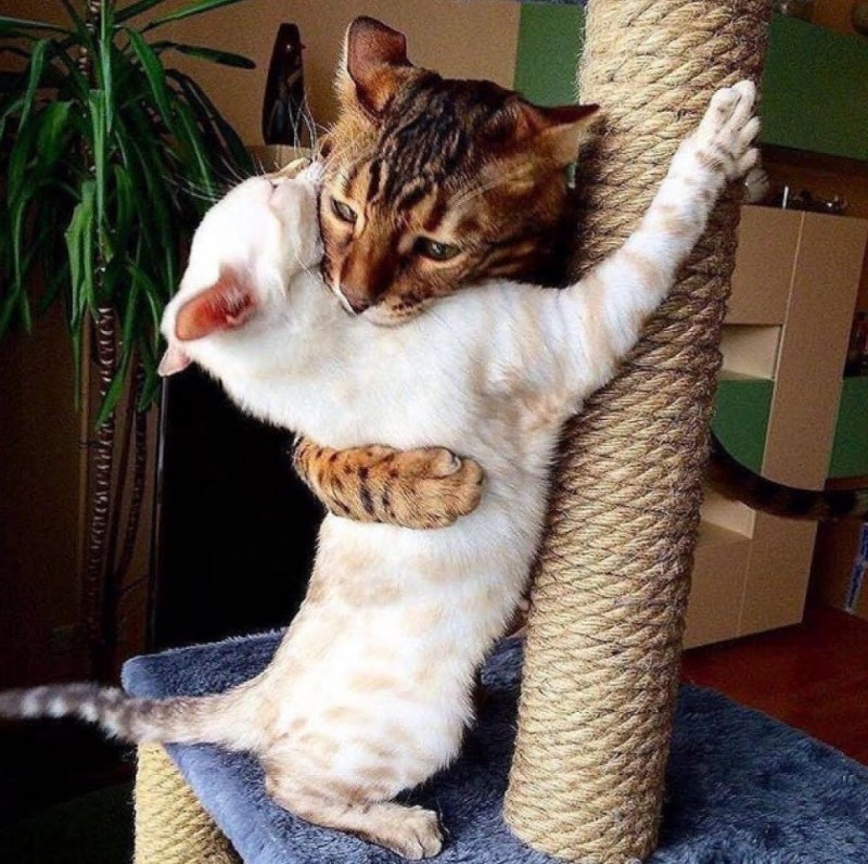 Смешные котики