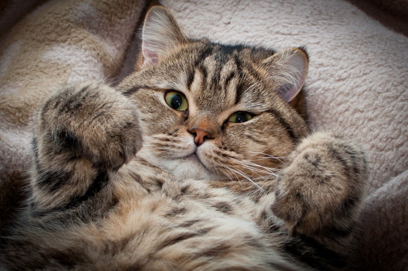 Фотографии кошек