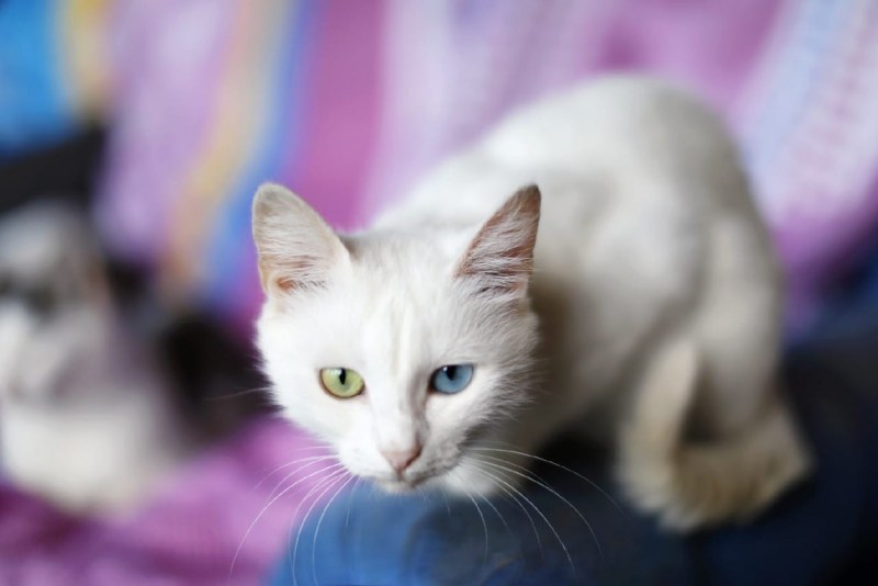 Котиков с белыми волосами