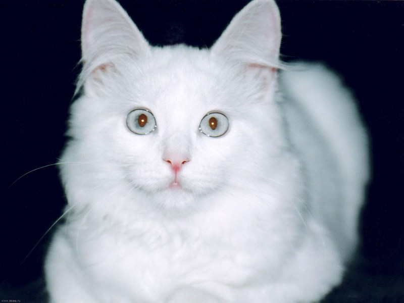 Кот породы турецкий Ван