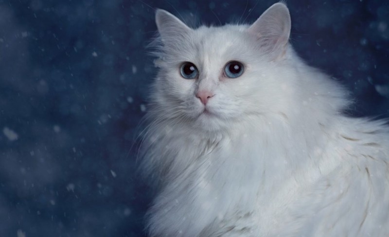 Гетерохромия глаз у кошек