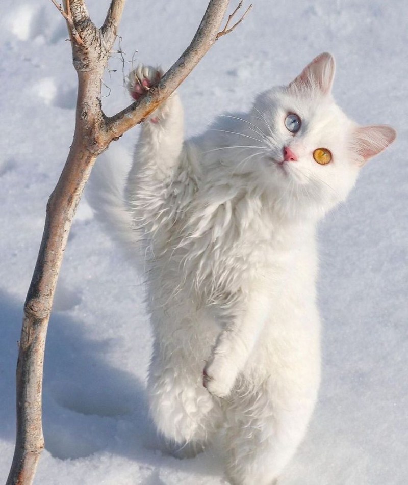 Вайт Кэт
