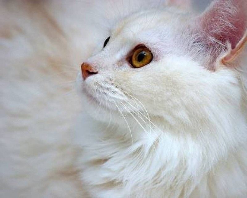 Белые кошки поверья
