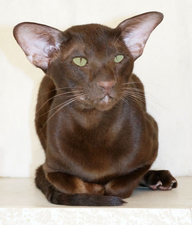 Сиамская кошка черная