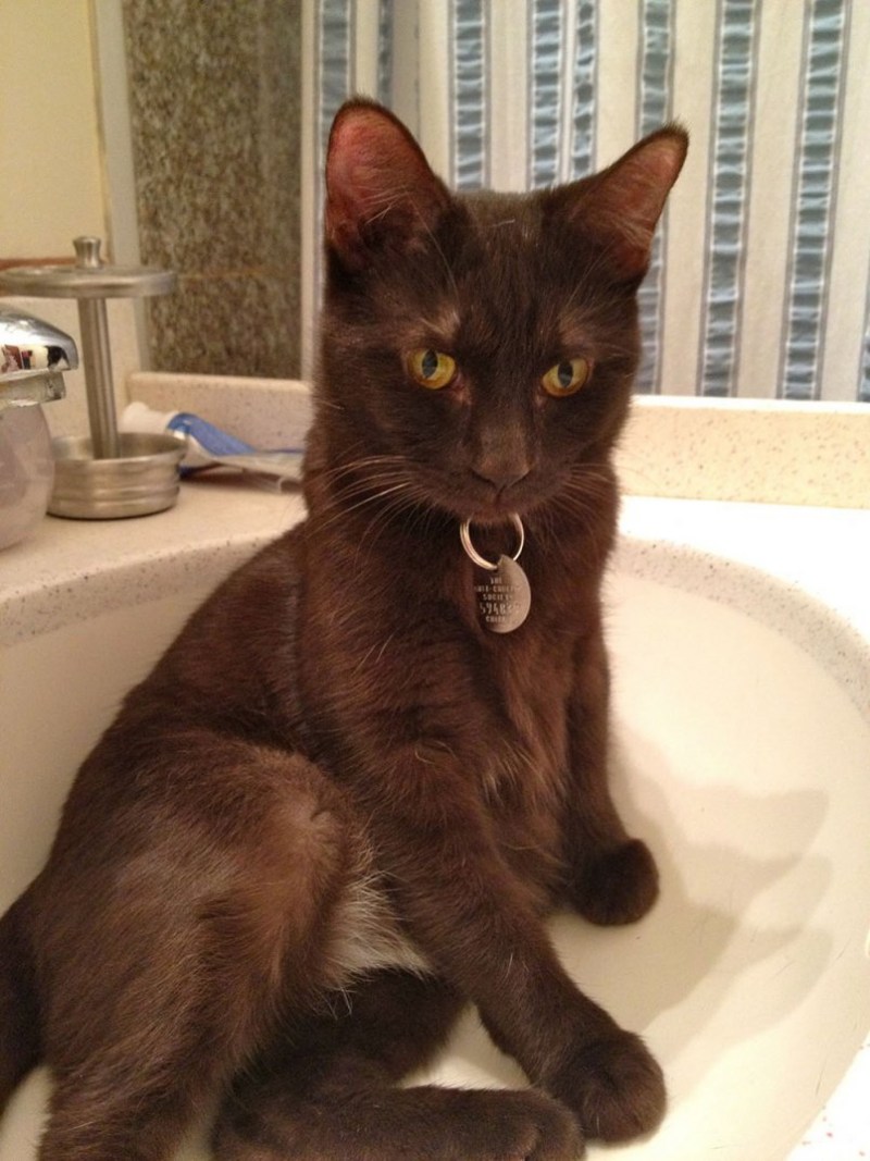 Котик в шоколаде
