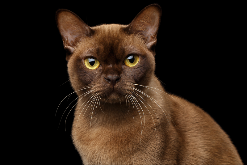 Шотландский скоттиш фолд черный