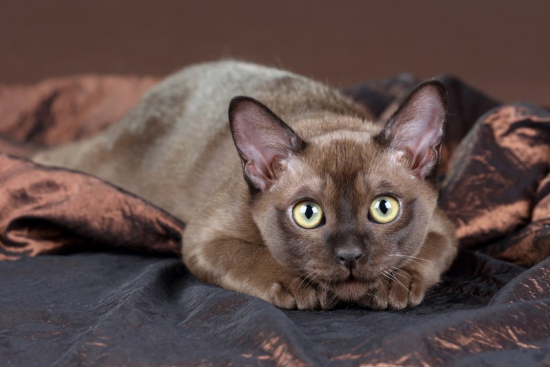 Манчкин кот коричневый