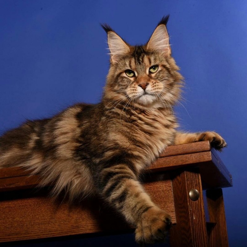 Кошка Мейн кун