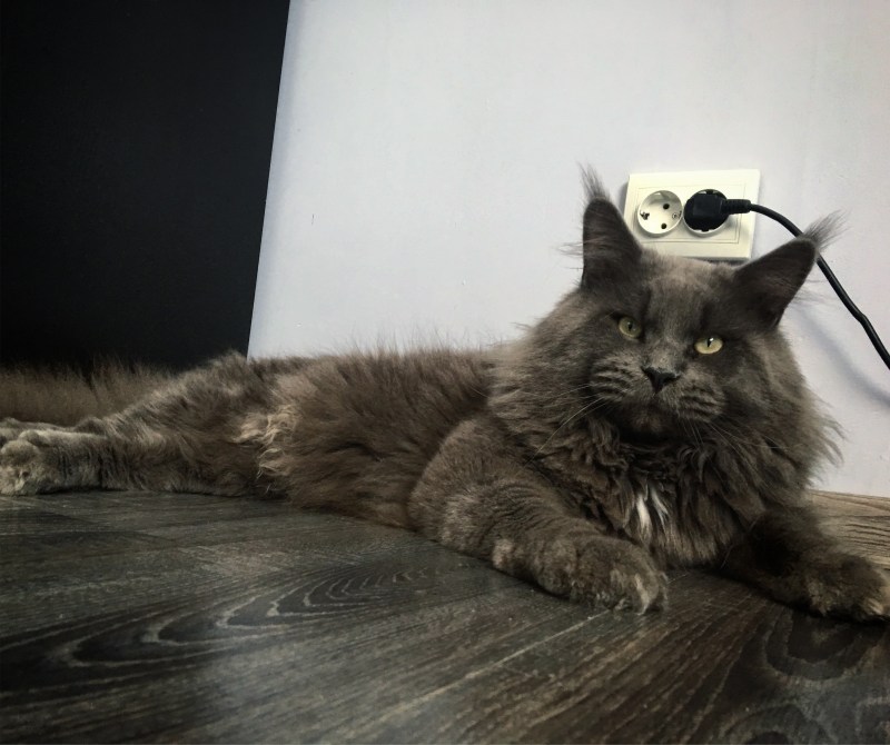 Крупные коты Мейн кун