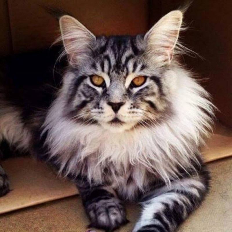 Крупные коты Мейн кун