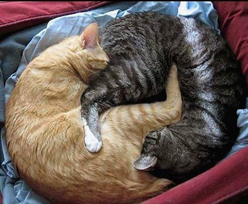 Йога кот