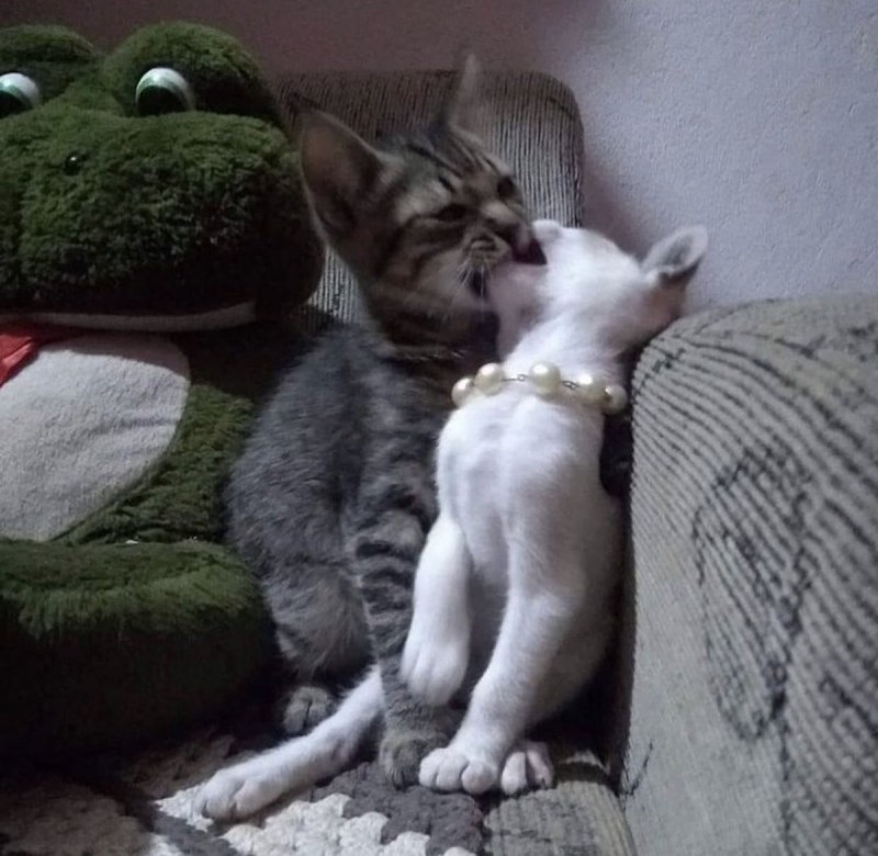 Кошки сношаются