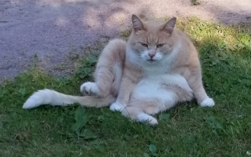 Картинка с котом и кошкой пикабу