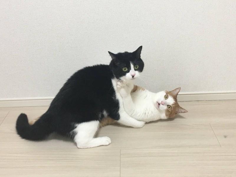 Ххх коты