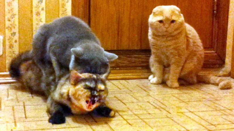 Котики обжимаются