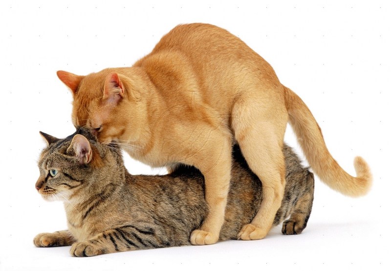 Кошки занимаются