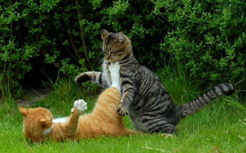 Кошечка и котята ТТ