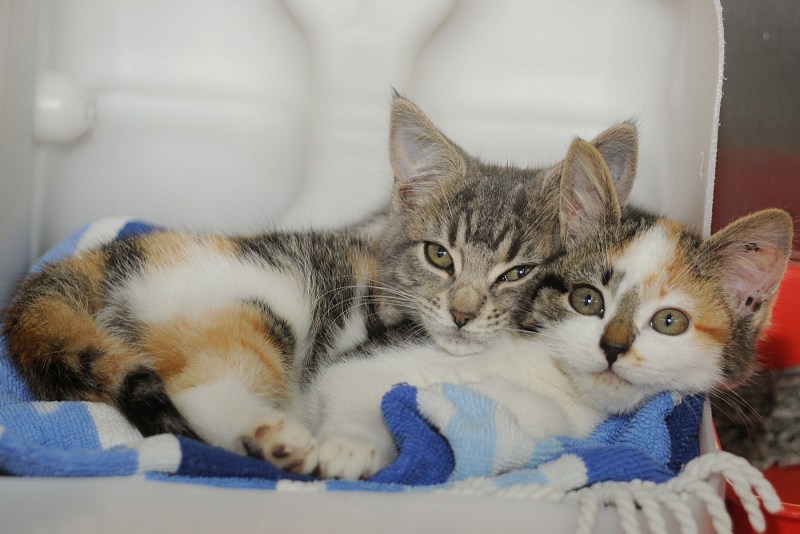 Коты совокупляются