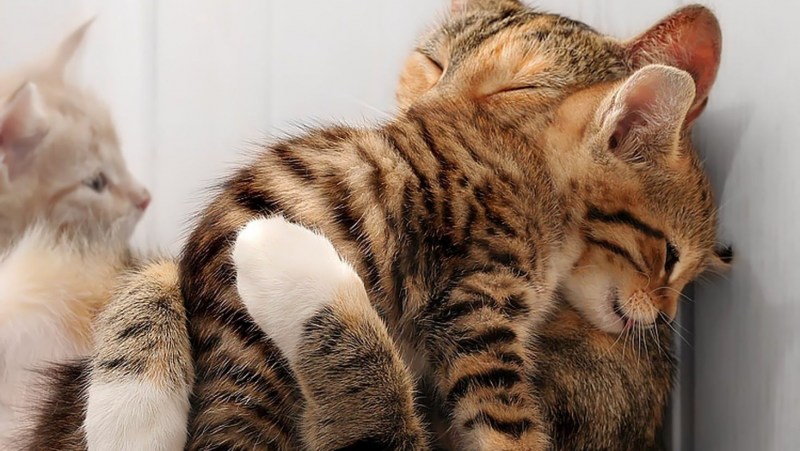 Брачный период у кошек