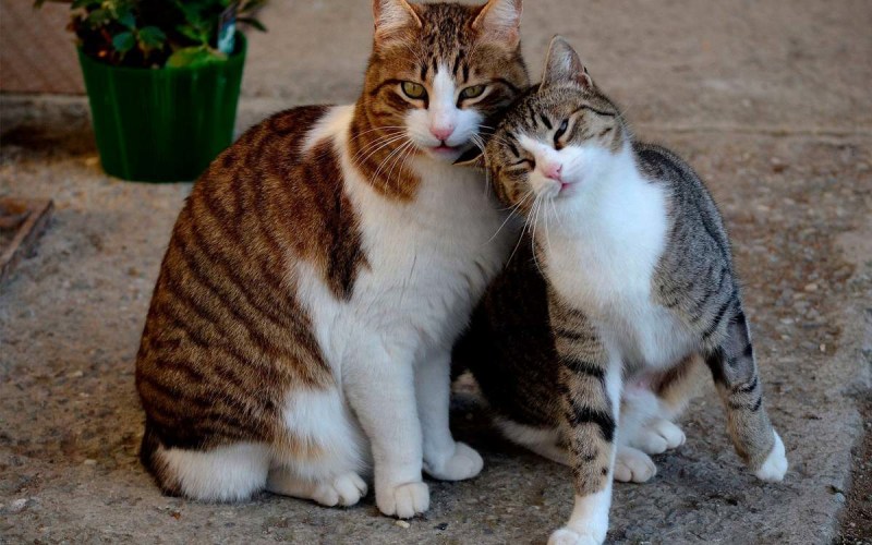 Спаривание котов и кошек