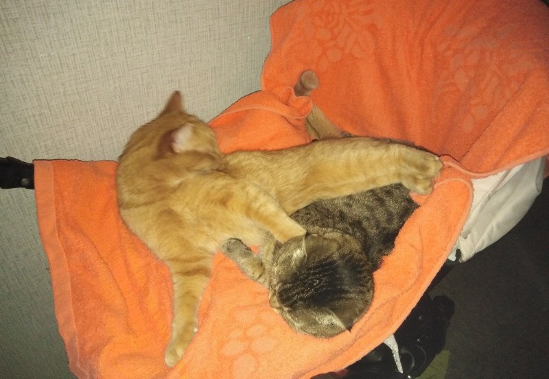 Рыжий кот и кошка