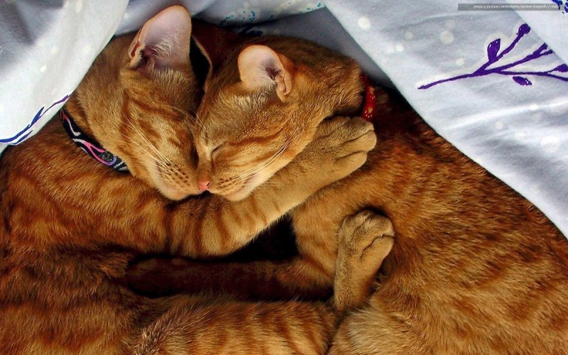 Matching Wallpaper Kitten