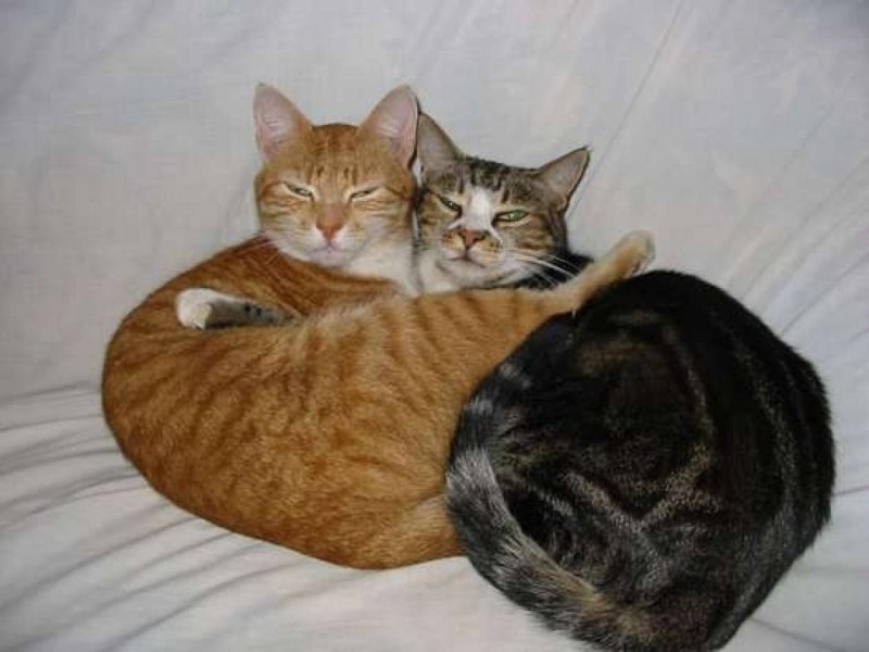 Кот плюс кошка Ровно котята