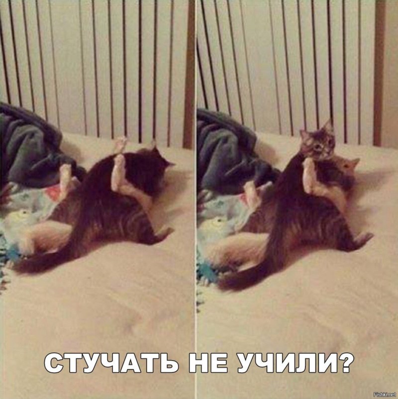 Коты занимаются любовью