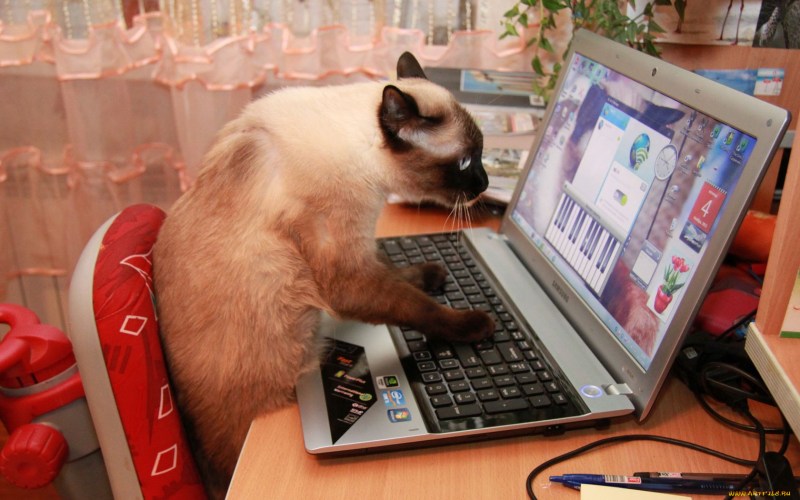 Коты за компом