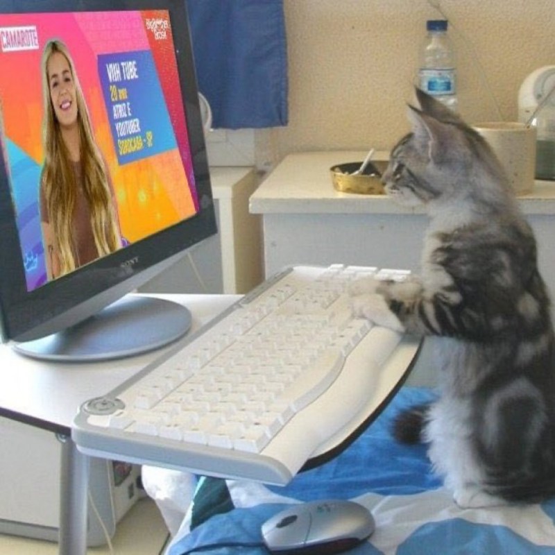 Котенок за компьютером