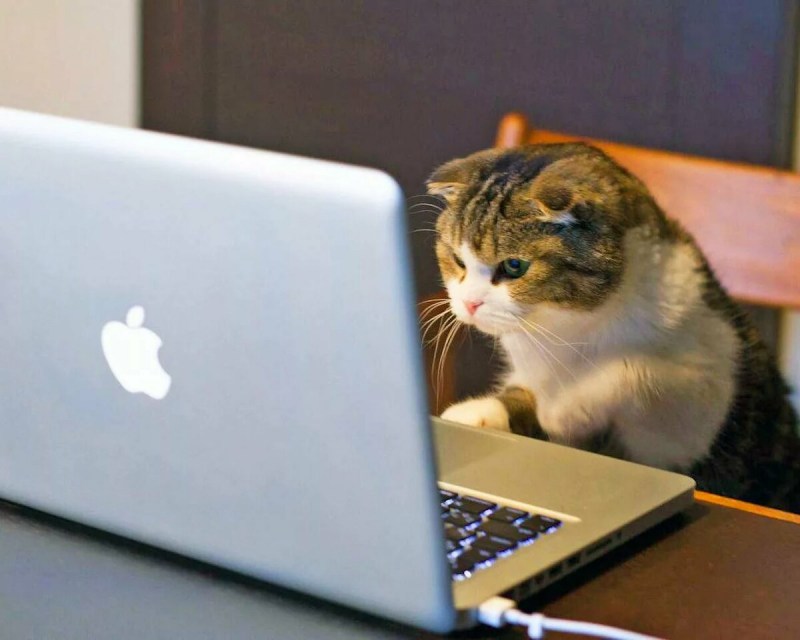 Коты за ноутбуком