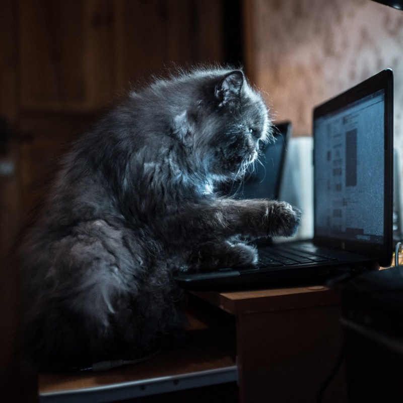 Котик с компьютером