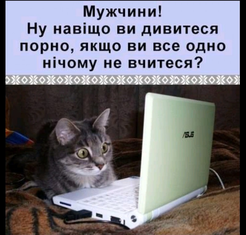 Смешной кот за компом