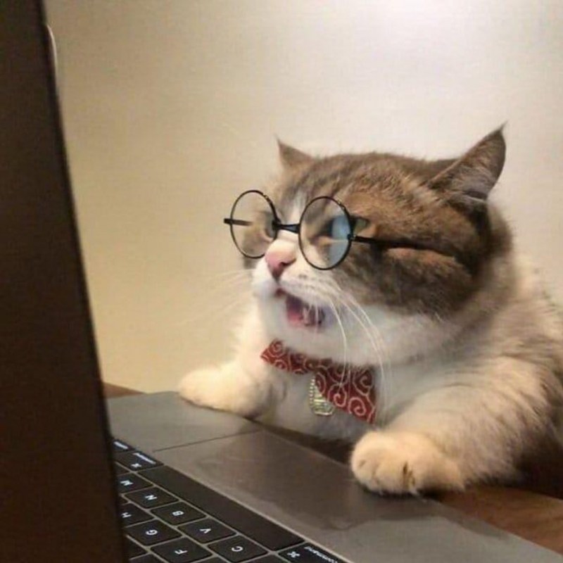 Котик за компом