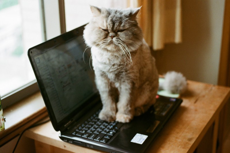 Котик за ноутбуком