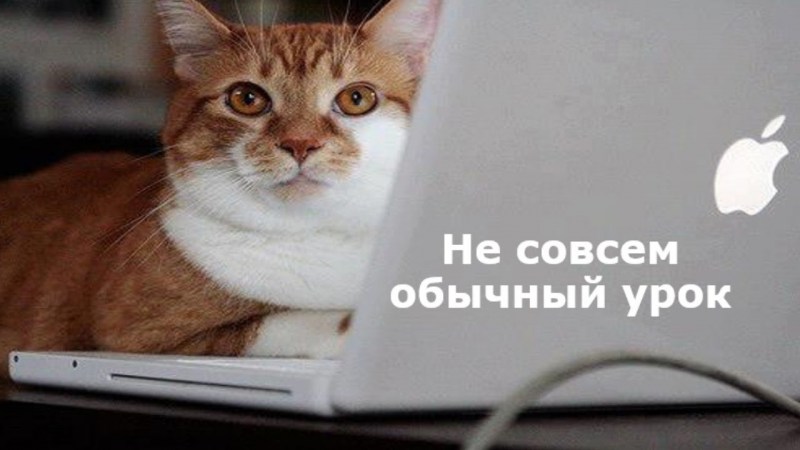 Коты за ноутбуком