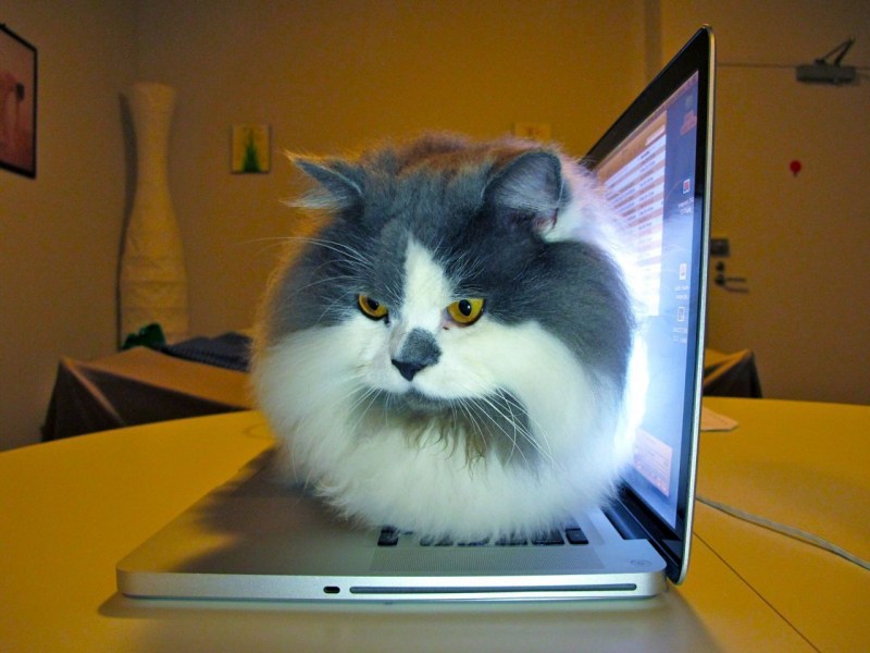 Смешной котик за компьютером