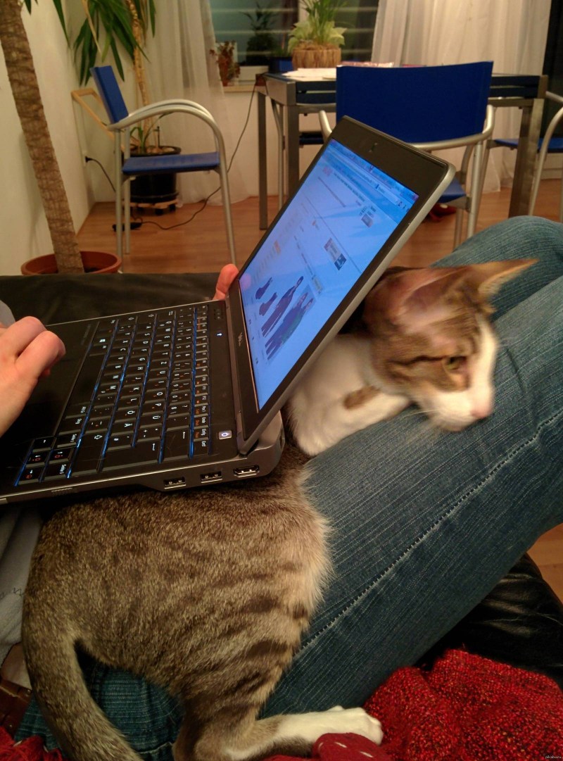 Кошачий ноутбук