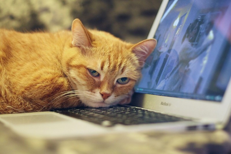 Коты и компьютеры