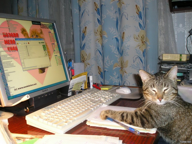 Компьютерный кот