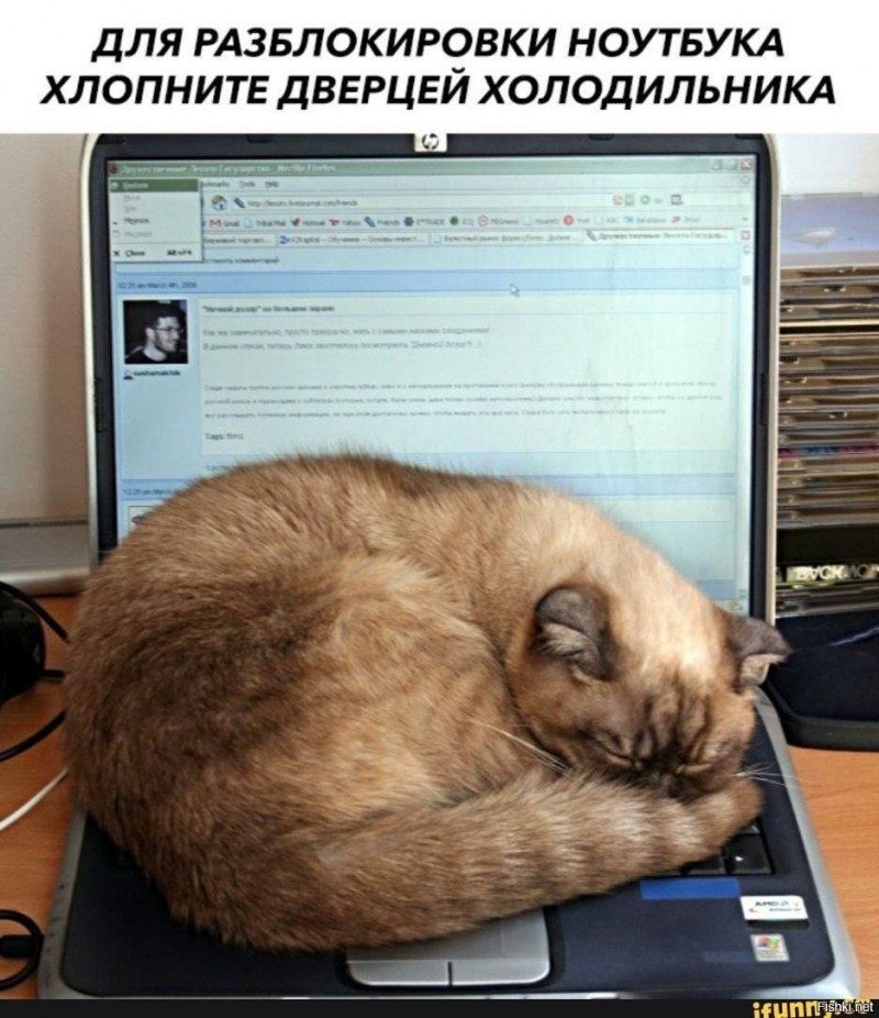 Кот спит на клавиатуре