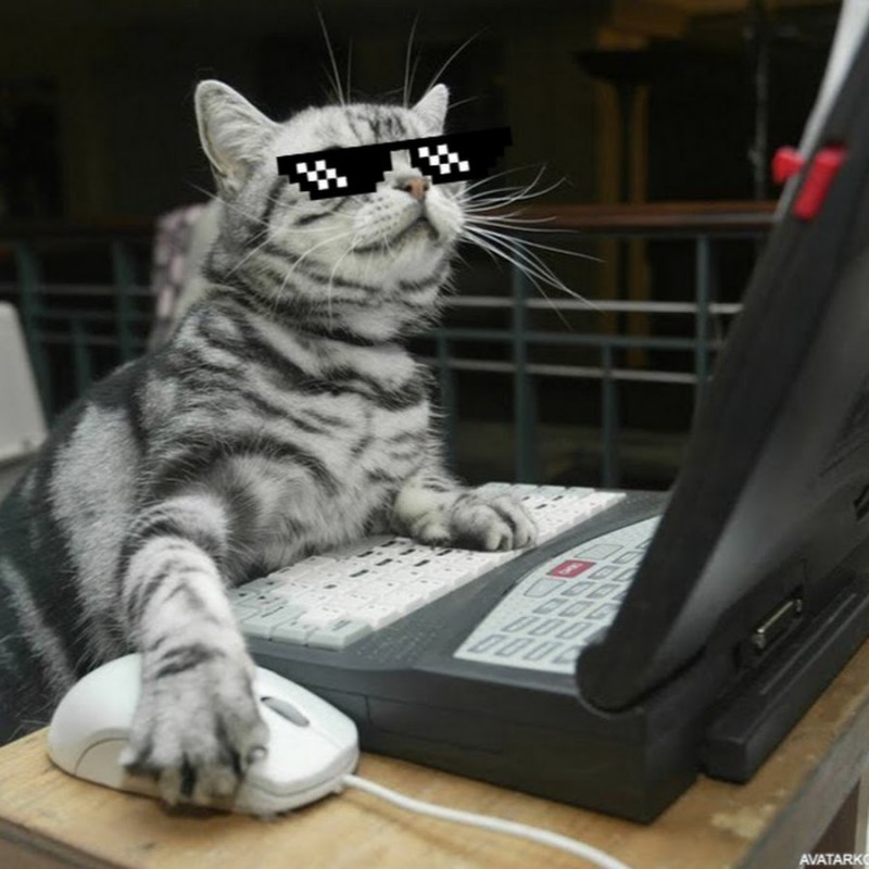 Котенок за компьютером