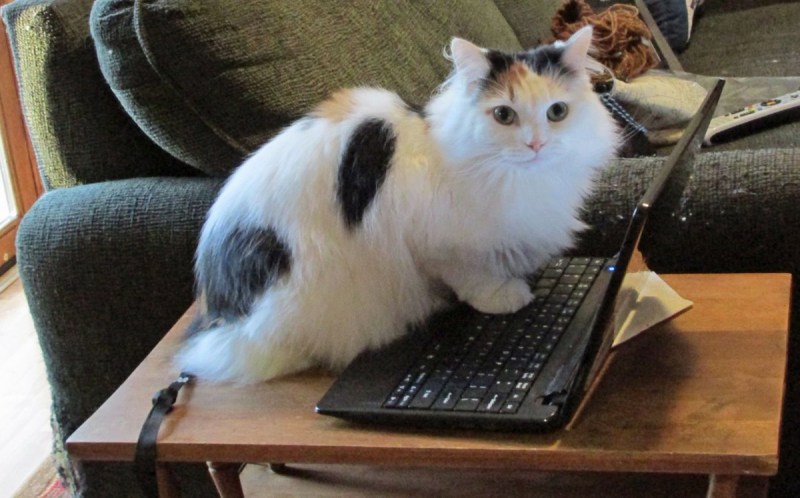 Котик перед компьютером