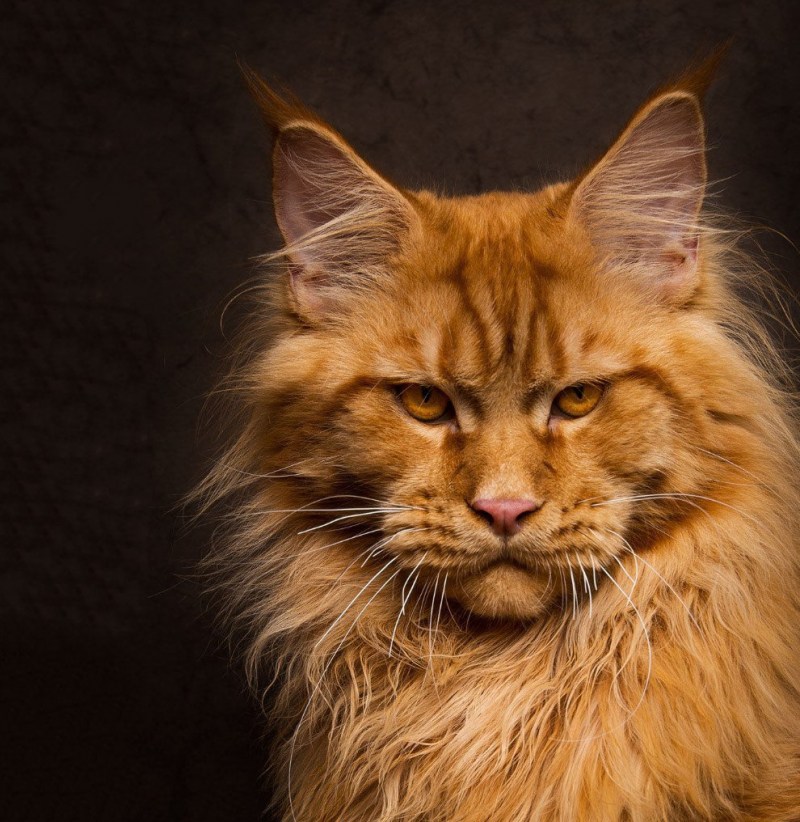 Коты Мейн куны