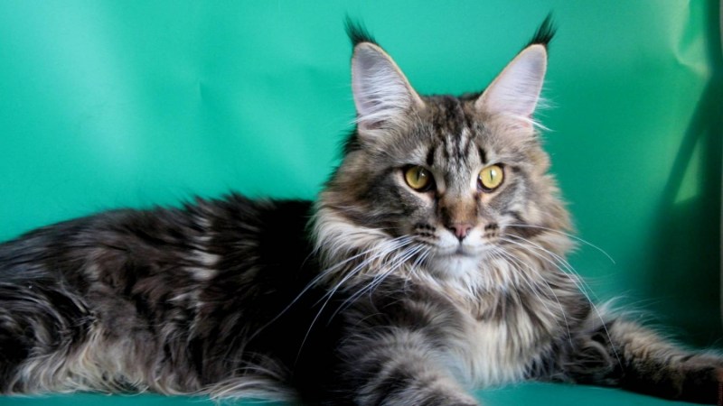 Коты породы Мейн кун