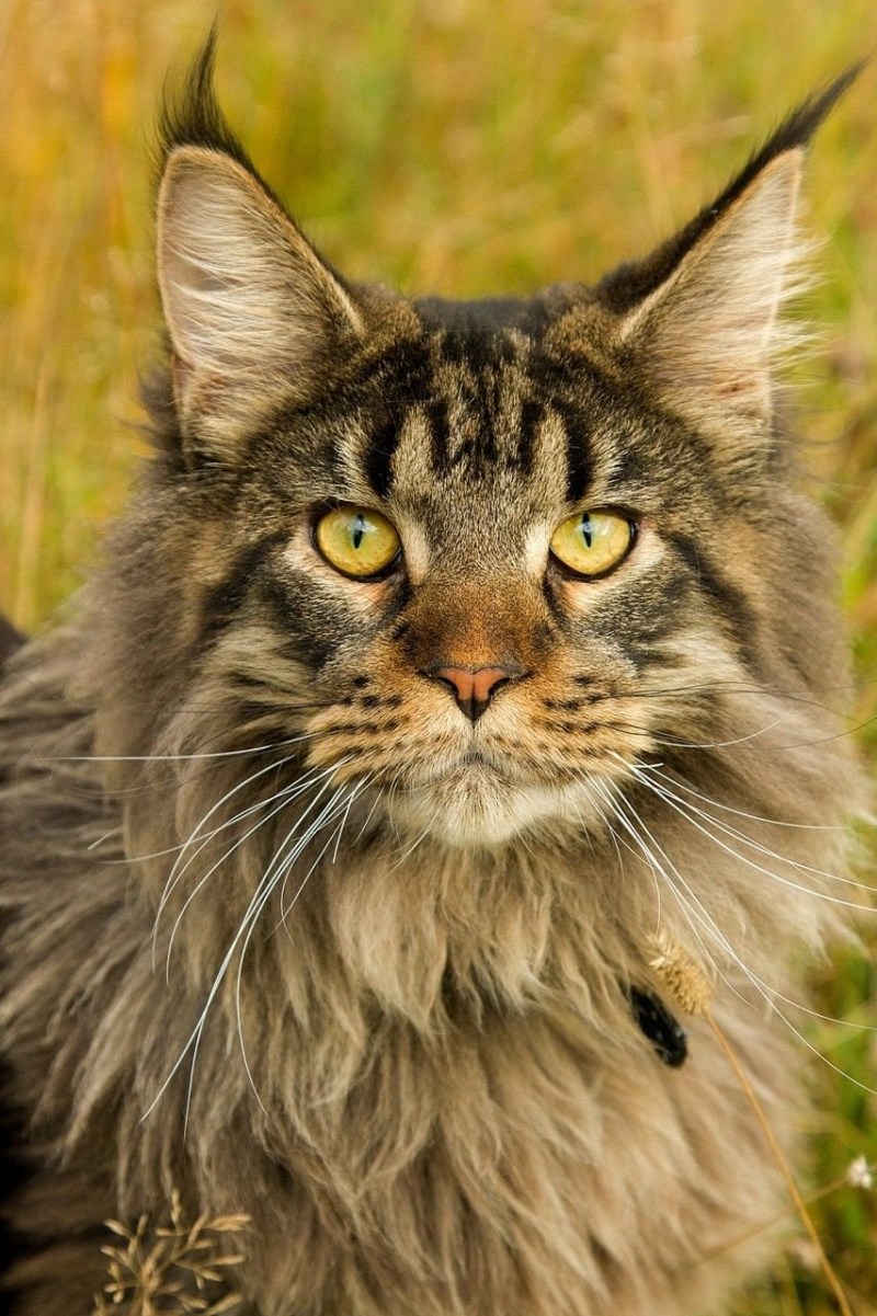 Кот Мейн кун