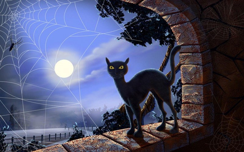 Кошка ночью